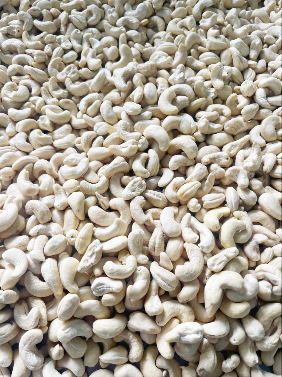 Whole Raw Cashew Nuts